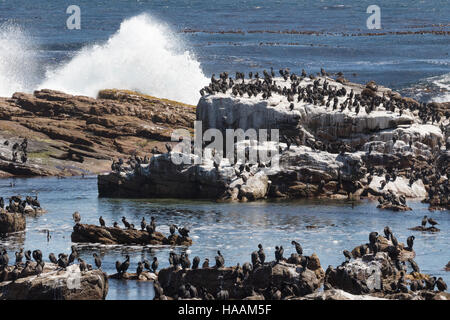 Una colonia di Cape cormorani ( Phalacrocorax capensis ) presso il Capo di Buona Speranza, Cape Peninsula, Sud Foto Stock