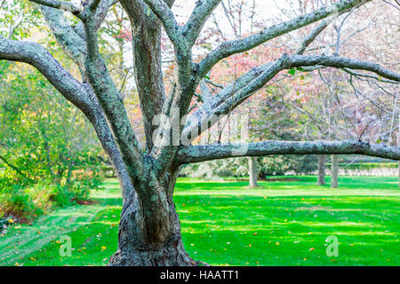 Il vecchio albero che cresce in un curato prato con erba verde Foto Stock