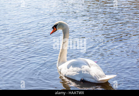 Swan Foto Stock