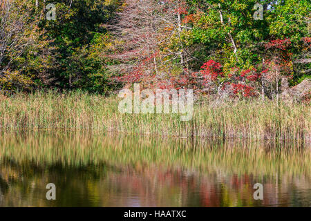 Acqua tranquilla e terre umide, ambiente naturale Foto Stock