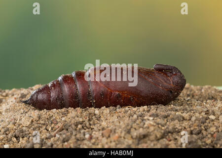 Ligusterschwärmer, Liguster-Schwärmer, Puppe Sphinx ligustri, ligustro hawkmoth, Ligustro Hawk-moth, Ligustro Hawk Moth, Pupa, crisalidi, Le Sphinx du troène, Foto Stock