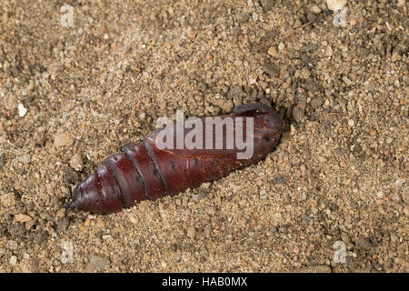 Ligusterschwärmer, Liguster-Schwärmer, Puppe Sphinx ligustri, ligustro hawkmoth, Ligustro Hawk-moth, Ligustro Hawk Moth, Pupa, crisalidi, Le Sphinx du troène, Foto Stock