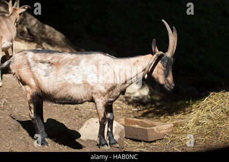 Vierhornziege, Vierhorn-Ziege, Hausziege, Ziege, Haustierrasse, Capra aegagrus hircus, capra domestica, quattro corno di capra, Four-Horn-capra Foto Stock