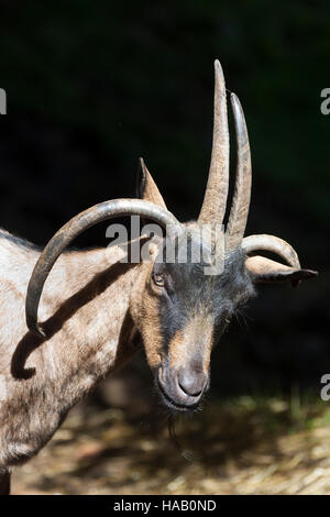 Vierhornziege, Vierhorn-Ziege, Hausziege, Ziege, Haustierrasse, Capra aegagrus hircus, capra domestica, quattro corno di capra, Four-Horn-capra Foto Stock