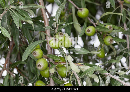 Birne Weidenblättrige, Weiden-Birne, Pyrus salicifolia, Willow-lasciato pera, Willow lasciarono pera, Willowleaf Pera, piangendo pera Foto Stock