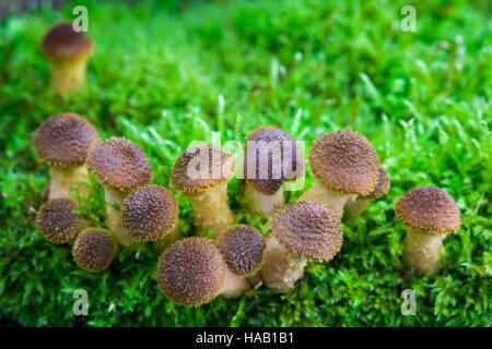 Acerbi miele toadstools fungo cresce su un muschio coperto log. Foto Stock