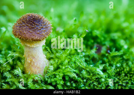 Un miele immaturi toadstool fungo cresce su un muschio coperto log. Foto Stock