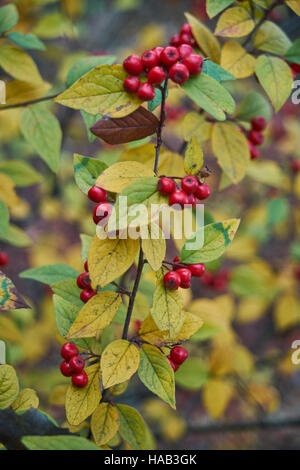Cotoneaster Giallo autunno foglie e bacche rosse Foto Stock