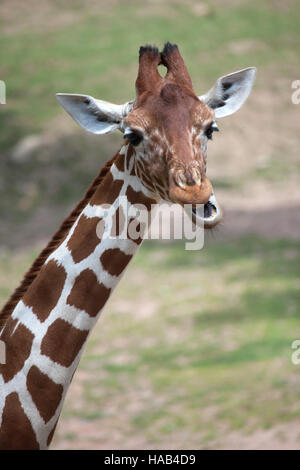 Giraffe reticolate (Giraffa camelopardalis reticulata), noto anche come la giraffa somala. Foto Stock