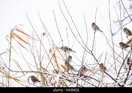 Sparrow su rami dei cespugli. Inverno nei giorni feriali per passeri. Passero comune sui rami di uve secche di Corinto. Foto Stock