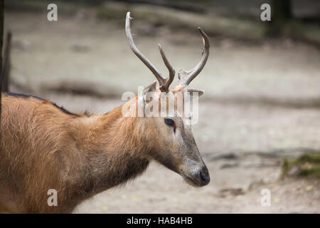 Pere David deer (Elaphurus davidianus), noto anche come il milu. Foto Stock