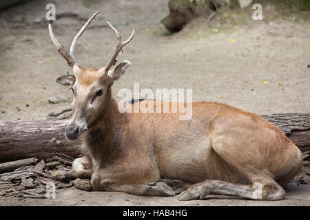 Pere David deer (Elaphurus davidianus), noto anche come il milu. Foto Stock