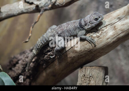 Cuvier il Madagascar swift (Oplurus cuvieri), noto anche come il Madagascar acciuffato iguana. Foto Stock