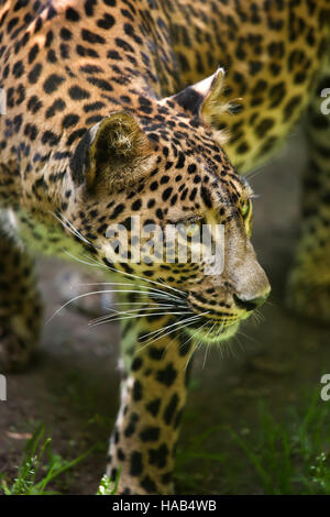 Leopardo dello Sri Lanka (Panthera pardus kotiya), noto anche come il Ceylon Leopard. Foto Stock