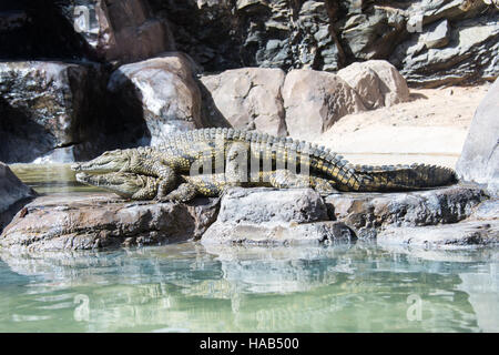 Amore del rettile, Fuerteventura, Isole Canarie, Europa Foto Stock