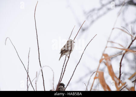 Sparrow su rami dei cespugli. Inverno nei giorni feriali per passeri. Passero comune sui rami di uve secche di Corinto. Foto Stock