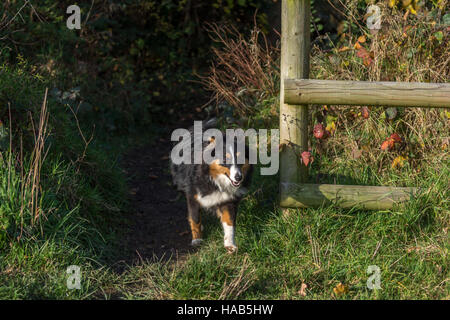 Sheepdog Shetland Foto Stock