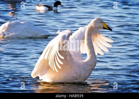 Whooper cigni, Wigan Greater Manchester, Lancashire. 28/11/2016: Quando l'estate dà modo di autunno, quasi tutta la popolazione dei cigni whooper imbarcatevi in un viaggio incredibile dal loro terreno fertile in Islanda per trascorrere l'inverno nel Regno Unito. Diverse migliaia di trovare riposo e un'abbondanza di cibo al Martin mere zone umide in Wigan Greater Manchester, Lancashire. Credito: EnVoguePhoto/Alamy Live News Foto Stock