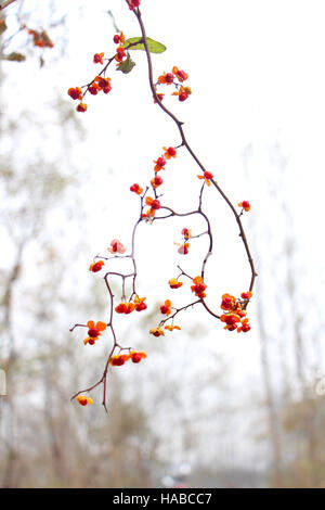 Xiaogan, Xiaogan, Cina. 29 Nov, 2016. Xiaogan, CINA-Novembre 29 2016: (solo uso editoriale. Cina OUT) .Celastrus orbiculatus in Xiaogan, centrale cinese della provincia di Hubei, Novembre 29th, 2016. Celastrus orbiculatus è un vitigno di woody della famiglia Celastraceae. Esso è comunemente chiamato Oriental agrodolce. © SIPA Asia/ZUMA filo/Alamy Live News Foto Stock