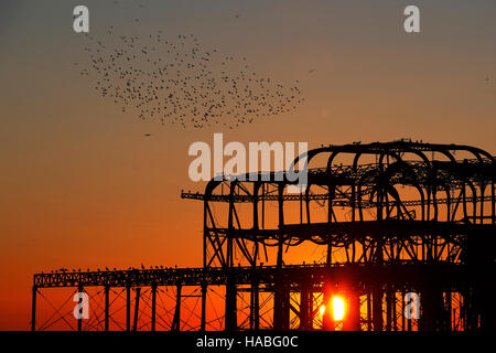 Brighton, Regno Unito. 29 Nov, 2016. Un murmuration di storni cerchio la rovina del Molo Ovest al tramonto in Brighton, East Sussex, nel Regno Unito, martedì 29 novembre, 2016. Gli storni si riuniscono in grandi branchi davanti sono ' appollaiati per la notte. Fotografia : credito: Luca MacGregor/Alamy Live News Foto Stock