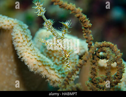 Chiudere l immagine di un Arlecchino Ghost Pipefish, Solenostomus Paradoxus, sulla barriera corallina delle Maldive, Oceano Indiano Foto Stock