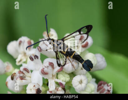 Clearwing moth specie su fiori bianchi nel monte Parnaso, regione a sud della Grecia. Foto Stock