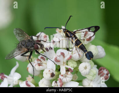 Clearwing moth specie e volare sui fiori bianchi nel monte Parnaso, regione a sud della Grecia. Foto Stock