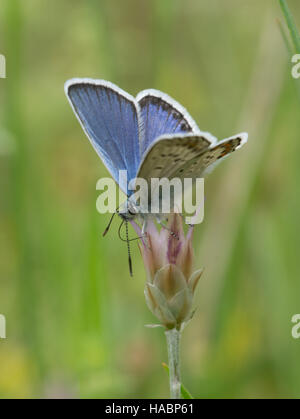 Idas blue butterfly (Plebejus idas) nectaring su fiori selvaggi nel sud della Grecia Foto Stock