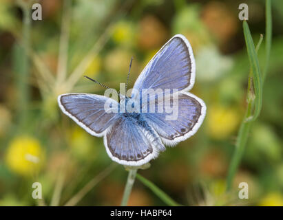 Idas blue butterfly (Plebejus idas) sui fiori selvatici nel sud della Grecia Foto Stock