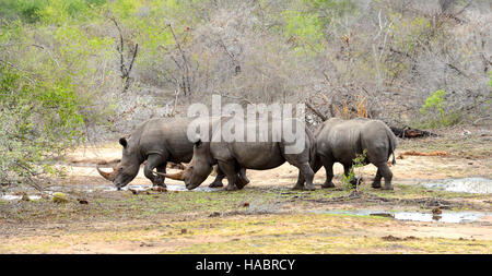 Tre rinoceronte di bere durante un periodo di siccità nel Parco Nazionale di Kruger, Sud Africa Foto Stock