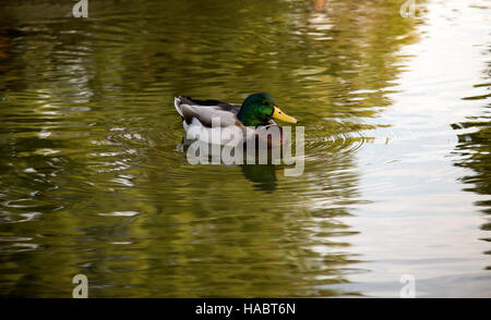 Maschio di Mallard duck nuotare nel lago. Foto Stock