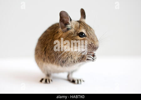 Piccoli roditori degu pet closeup studio shot Foto Stock