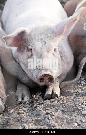 Big Pig posa sulla terra nel cantiere di fattoria Foto Stock