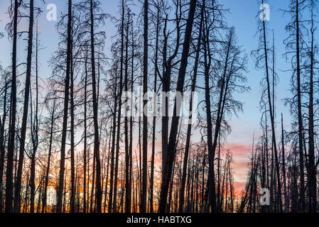 Bel tramonto visto attraverso gli alberi morti nel Parco Nazionale di Yellowstone Foto Stock