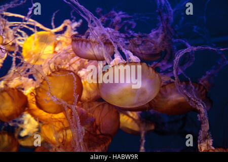 Pacifico mare chiamato ortica Chrysaora fuscenscens è visto come estremo sud come Baja California e come lontano nord come il British Columbia. Foto Stock