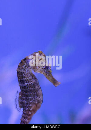 Cavalluccio marino Longsnout noto come Hippocampus reidi in un acquario marino Foto Stock