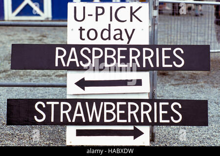 U-Pick di lamponi e fragole segno e le direzioni per la raccolta a livello locale Lampone e Fragola Farm Foto Stock