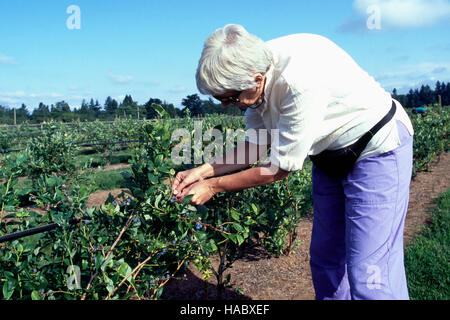 Donna di mezza età di mirtilli di prelievo in corrispondenza di un U-Pick Blueberry Farm, Fraser Valley, BC, British Columbia, Canada Foto Stock
