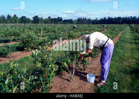 Donna di mezza età di mirtilli di prelievo in corrispondenza di un U-Pick Blueberry Farm, Fraser Valley, BC, British Columbia, Canada Foto Stock