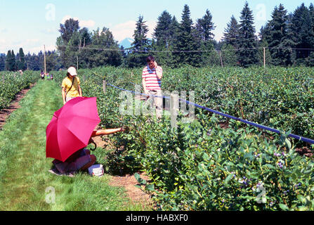 La gente di mirtilli di prelievo in corrispondenza di un U-Pick Blueberry Farm, Fraser Valley, BC, British Columbia, Canada Foto Stock