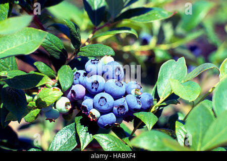 Mirtilli coltivati su un mirtillo Bush in U-Pick Blueberry Farm Foto Stock