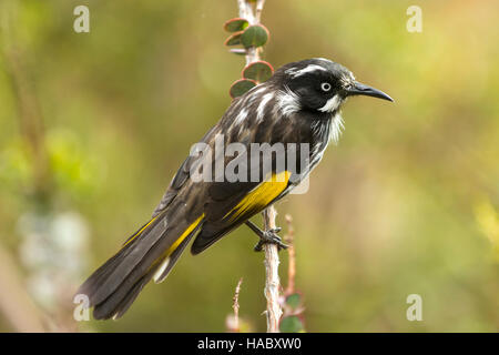 New Holland Honeyeater, Phylidonyris novahollandiae presso la baia di Stokes, Kangaroo Island, South Australia, Australia Foto Stock
