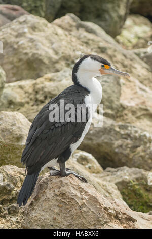 Pied, cormorano Phalacrocorax varius di Emu Bay, Kangaroo Island, South Australia, Australia Foto Stock