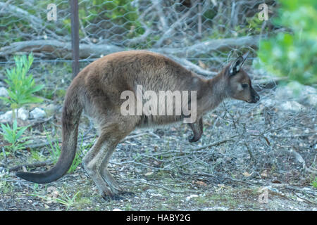 Grigio occidentale Canguro, Macropus fuliginosus al Pelican Laguna, Kangaroo Island, South Australia, Australia Foto Stock