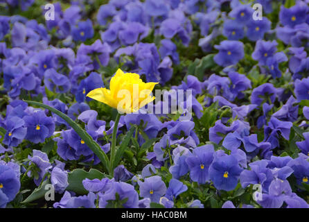 Un tulipano giallo tra molti fiori viola Foto Stock