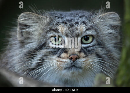 Pallas's Cat (Otocolobus manul), noto anche come il manul. Foto Stock