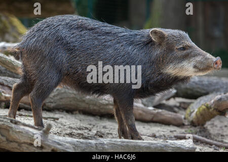 Bianco del sud a labbro (pecari Tayassu pecari albirostris). Foto Stock