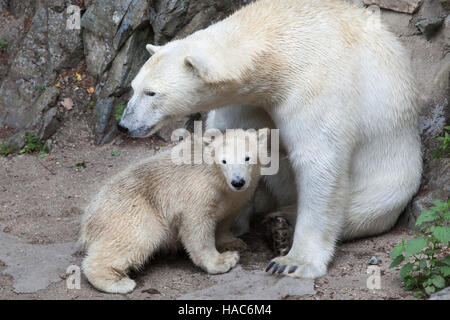 Sei-mese-vecchio orso polare (Ursus maritimus) chiamato Noria con sua madre Cora presso lo Zoo di Brno in Moravia del Sud, Repubblica Ceca. Il polar bear cub Noria wa Foto Stock