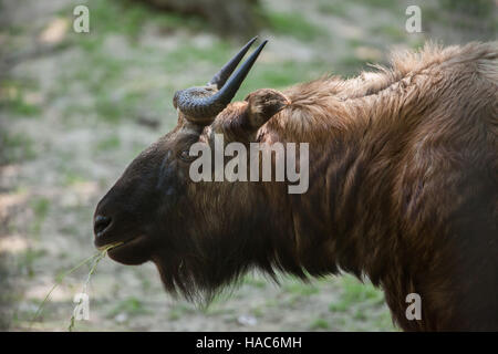 Takin Mishmi (Budorcas taxicolor taxicolor). Foto Stock