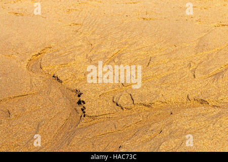 Close up formata naturalmente i modelli e le texture sulla spiaggia bagnata Sfondo sabbia Foto Stock